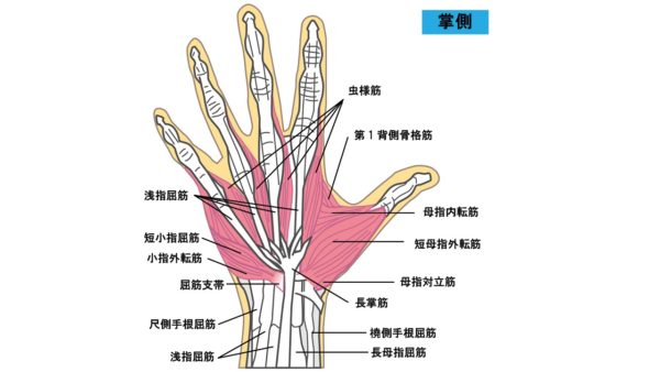 手と手首