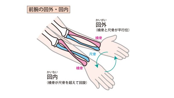 手首の可動域