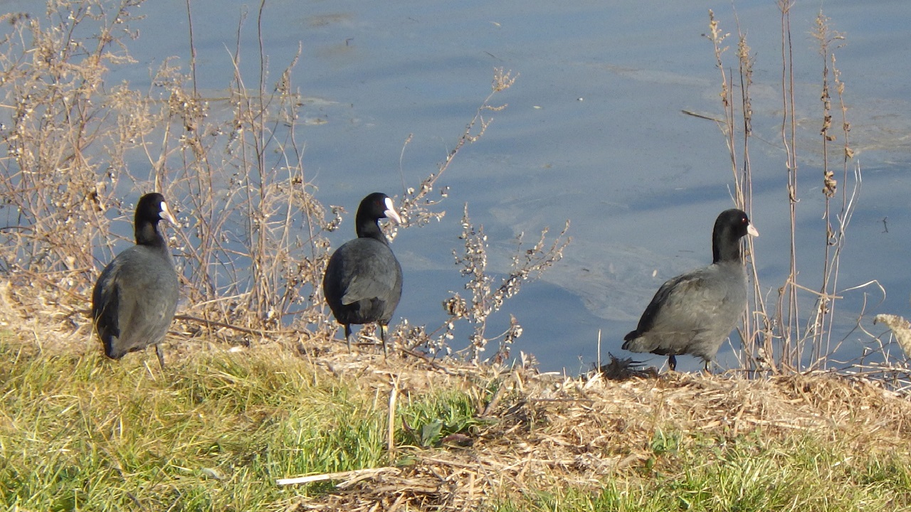 水辺の鳥 オオバン くちばし白の黒い鳥 ツル目クイナ科 Keicyablog