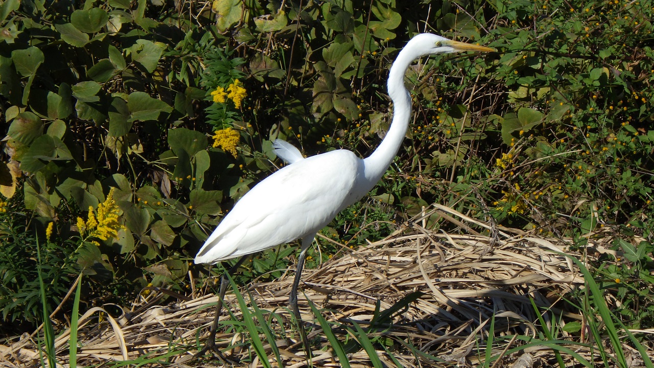 川辺の野鳥 ダイサギとアオサギ ペリカン目サギ科の渡り鳥 Keicyablog