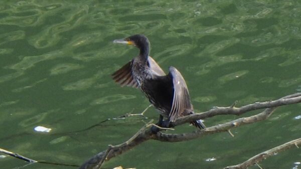 カワウ　潜水後は、羽を乾かす