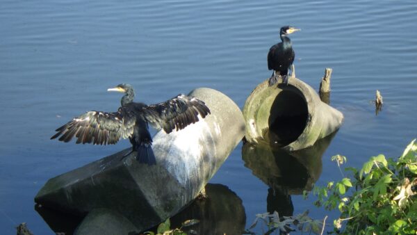 川辺の排水溝でお休みする黒い鳥はカワウ