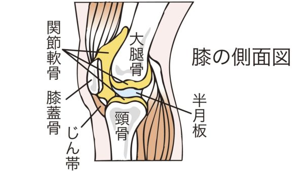 膝の側面図