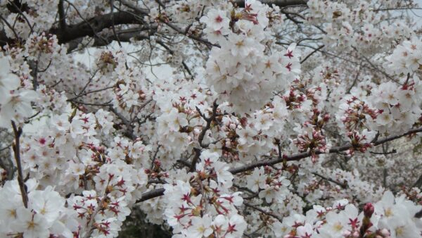 2021年は、歩き花見で！