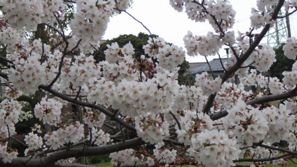 曇り空ですが、咲いています。