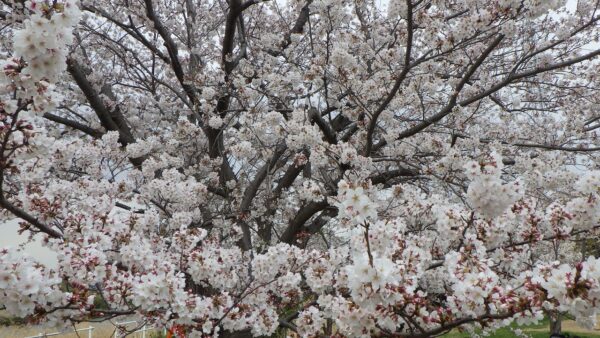 桜満開