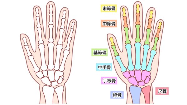 手首の橈骨と尺骨